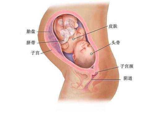 代孕前的准备_北京朝阳医院试管婴儿怎么样？试管婴儿成功率高不高？